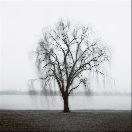 Cook,82672 Willow on The Potomac, by Jamie Cook, available in multiple sizes