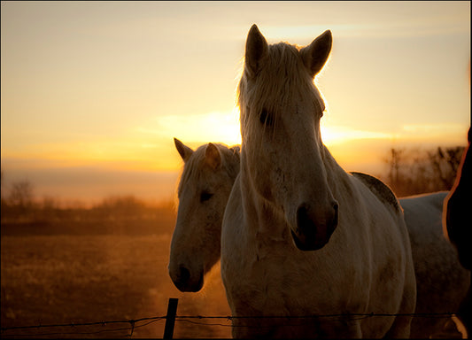 DANBAL112652 Brisk Morning, by Dan Ballard, available in multiple sizes