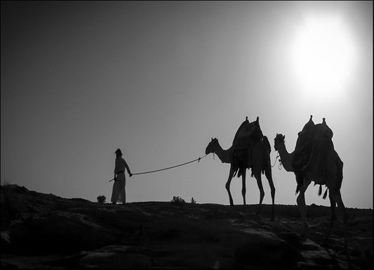 DANBAL112725 Camel Trip, Jordan, by Dan Ballard, available in multiple sizes