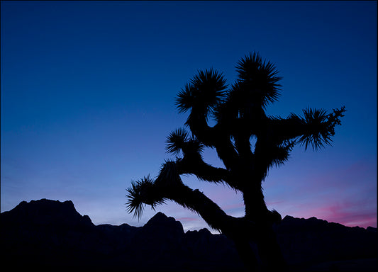 DANBAL112727 Desert Silence, by Dan Ballard, available in multiple sizes