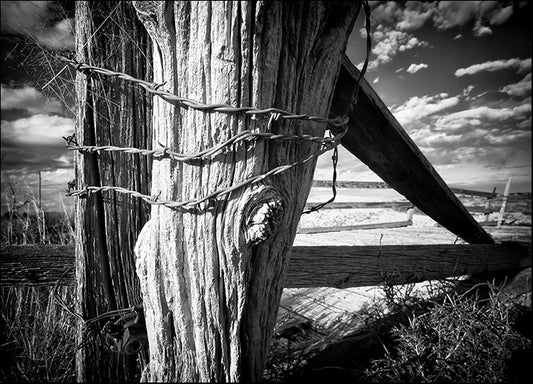 DANBAL112748 Holding Strong, by Dan Ballard, available in multiple sizes - Chamton