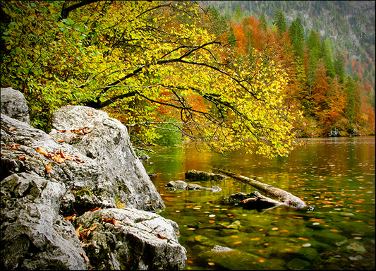 DANBAL112774 Reaching Color, by Dan Ballard, available in multiple sizes