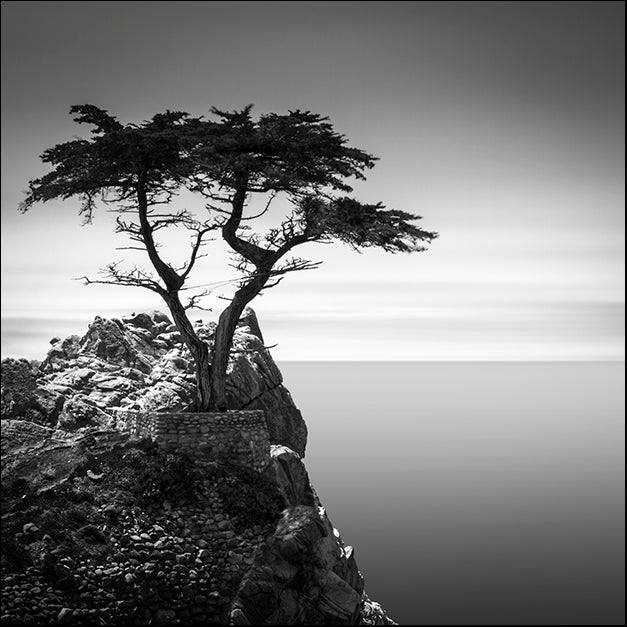 DAVMAC125419 The Lone Cypress, by Dave MacVicar, available in multiple sizes