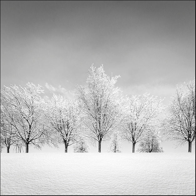 DAVMAC131598 Ice Storm, by Dave MacVicar, available in multiple sizes