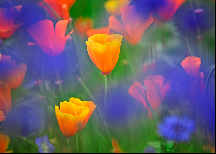 DE015-A California Poppy, available in multiple sizes