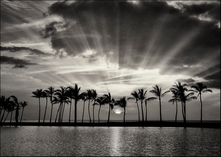 DE031-A Tropic View, available in multiple sizes