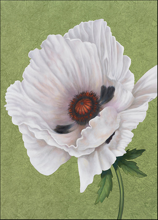 DEBLAK64503 White Poppy, by Debra Lake, available in multiple sizes