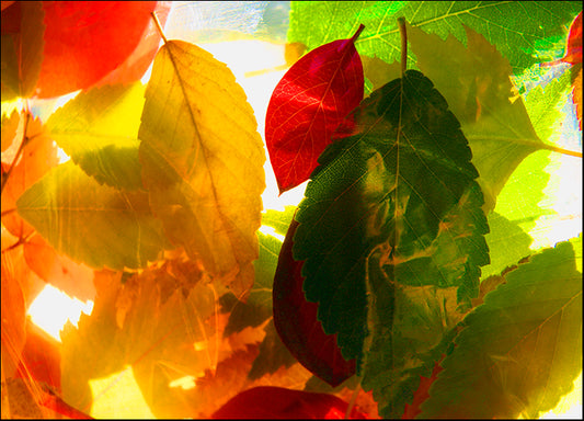 DESLAN134489 1766819, by DesignPics - Landscapes and Nature, available in multiple sizes