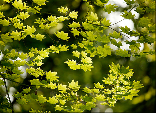 DESLAN134492 1767873, by DesignPics - Landscapes and Nature, available in multiple sizes