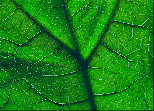 DESLAN134512 1778971, by DesignPics - Landscapes and Nature, available in multiple sizes