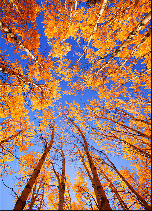 DESLAN135468 1764099, by DesignPics - Landscapes and Nature, available in multiple sizes