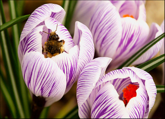 DESLAN136404 1766732, by DesignPics - Landscapes and Nature, available in multiple sizes