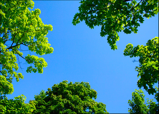 DESLAN136422 1770309, by DesignPics - Landscapes and Nature, available in multiple sizes - Chamton