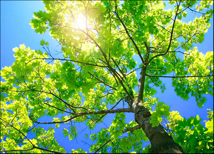 DESLAN136423 1770313, by DesignPics - Landscapes and Nature, available in multiple sizes - Chamton