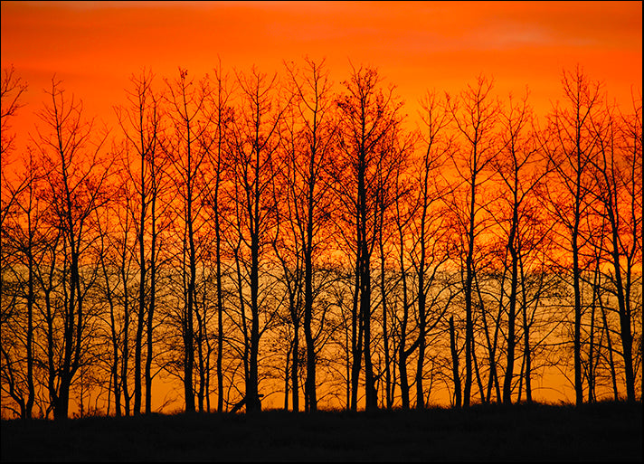 DESLAN136433 1770513, by DesignPics - Landscapes and Nature, available in multiple sizes