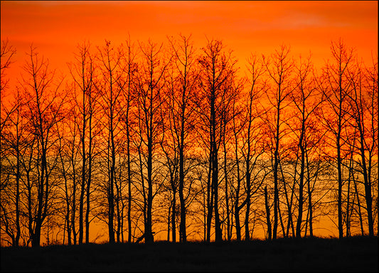 DESLAN136433 1770513, by DesignPics - Landscapes and Nature, available in multiple sizes