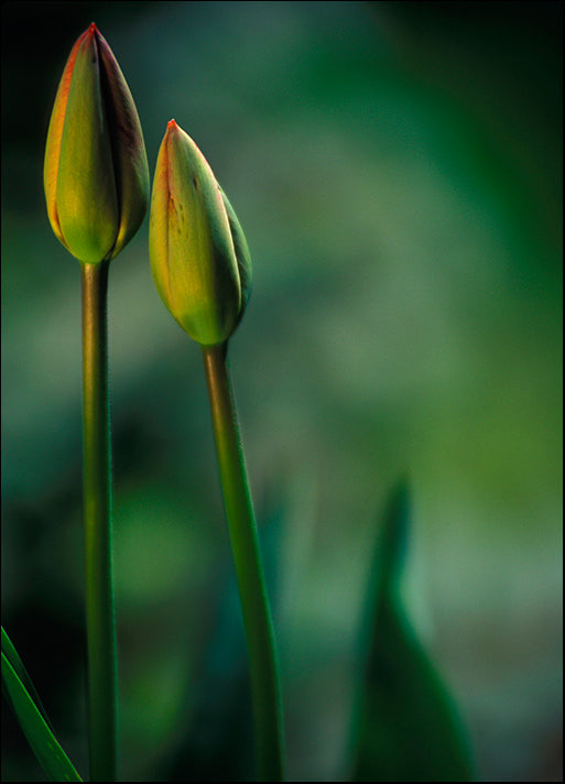 DESLAN136443 1771976, by DesignPics - Landscapes and Nature, available in multiple sizes