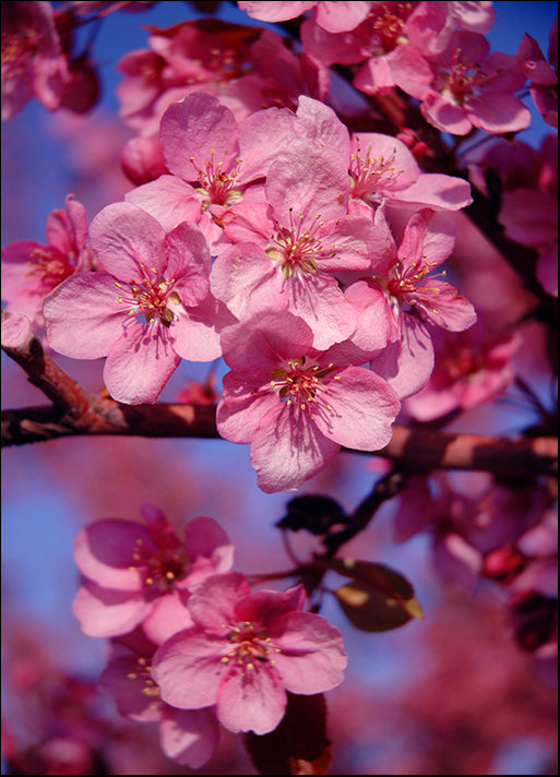 DESLAN136496, by DesignPics - Landscapes and Nature, available in multiple sizes