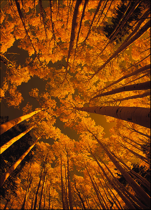 DESLAN136820 1781915, by DesignPics - Landscapes and Nature, available in multiple sizes - Chamton