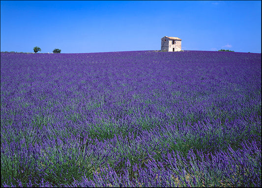 DESLAN136845 1783196, by DesignPics - Landscapes and Nature, available in multiple sizes
