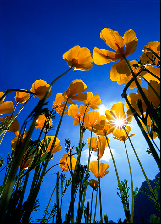 DESLAN136849 1783297, by DesignPics - Landscapes and Nature, available in multiple sizes