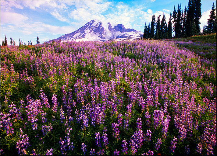 DESLAN136872 1783815, by DesignPics - Landscapes and Nature, available in multiple sizes - Chamton