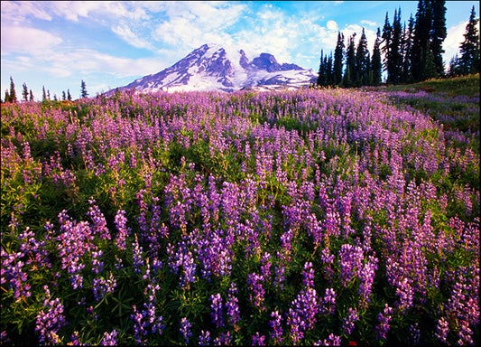 DESLAN136872 1783815, by DesignPics - Landscapes and Nature, available in multiple sizes - Chamton