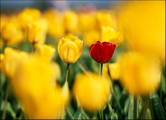 DESLAN136892 1783869, by DesignPics - Landscapes and Nature, available in multiple sizes