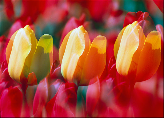 DESLAN136893 1783870, by DesignPics - Landscapes and Nature, available in multiple sizes