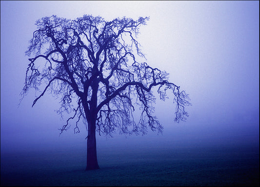 DESLAN136915 1784163, by DesignPics - Landscapes and Nature, available in multiple sizes