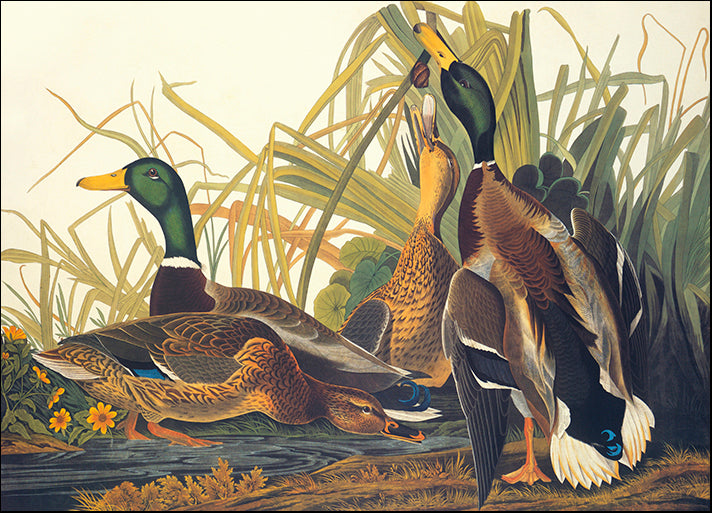 DP-117297 Mallard Duck, by John James Audubon available in multiple sizes