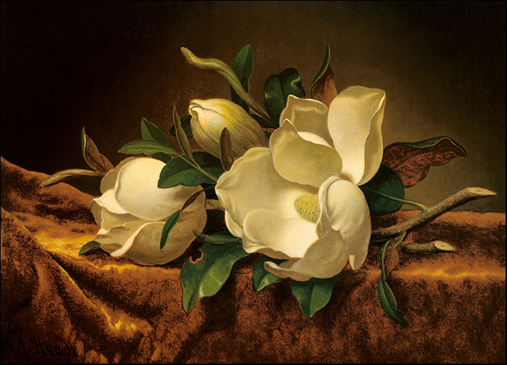 DP-117311 Magnolia On Gold Velvet Cloth, by Martin Johnson Heade available in multiple sizes