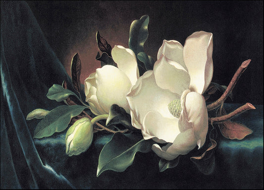 DP-118311 Magnolia Blossom On Blue Velvet, by Martin Johnson Heade available in multiple sizes - Chamton