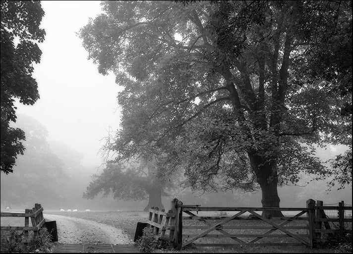 DP-128846 Misty II, by Stephen Rutherford, available in multiple sizes