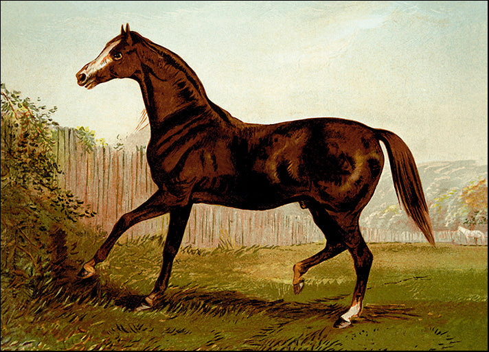 DP-342420 Blair Athol, 1900, by Samuel Sidney, available in multiple sizes - Chamton