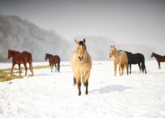 101980 Leader of the Pack, by Dunker, available in multiple sizes