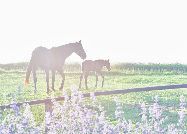 101989 Morning Walk, by Dunker, available in multiple sizes