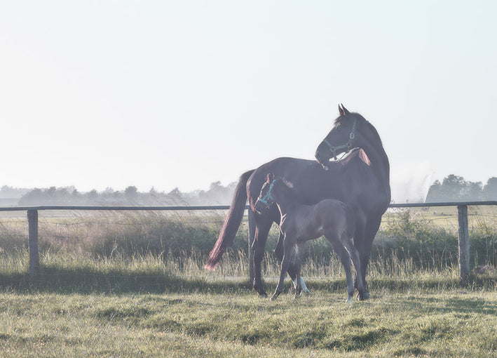 101990 Watchful, by Dunker, available in multiple sizes