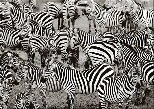 ELOV-100 Herd of Zebras, available in multiple sizes