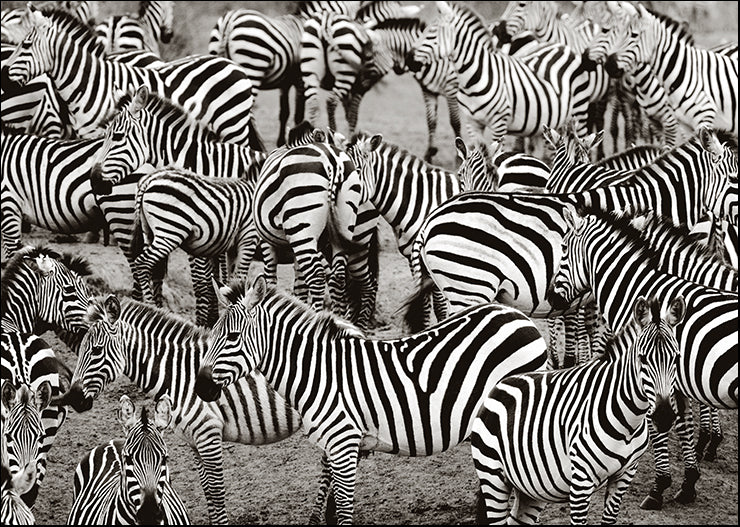 ELOV-100 Herd of Zebras, available in multiple sizes