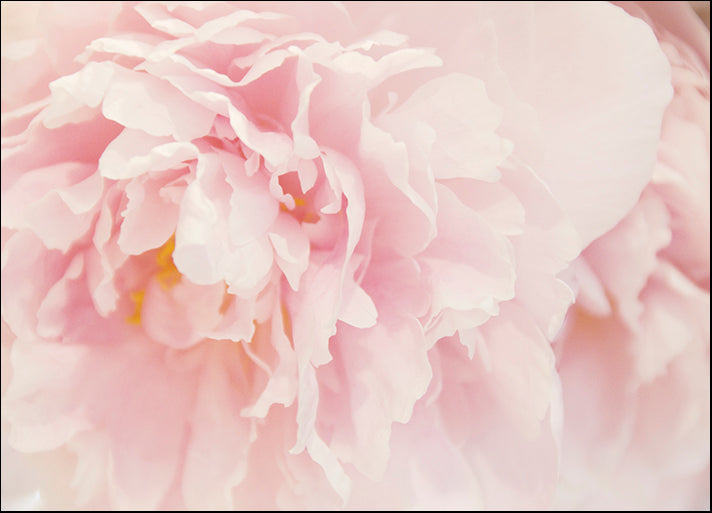 ERICLA120502 Peony I, by Erin Clark, available in multiple sizes