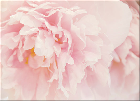 ERICLA120502 Peony I, by Erin Clark, available in multiple sizes