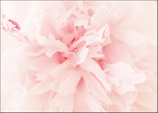 ERICLA120503 Peony II, by Erin Clark, available in multiple sizes