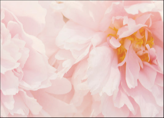 ERICLA120504 Peony III, by Erin Clark, available in multiple sizes