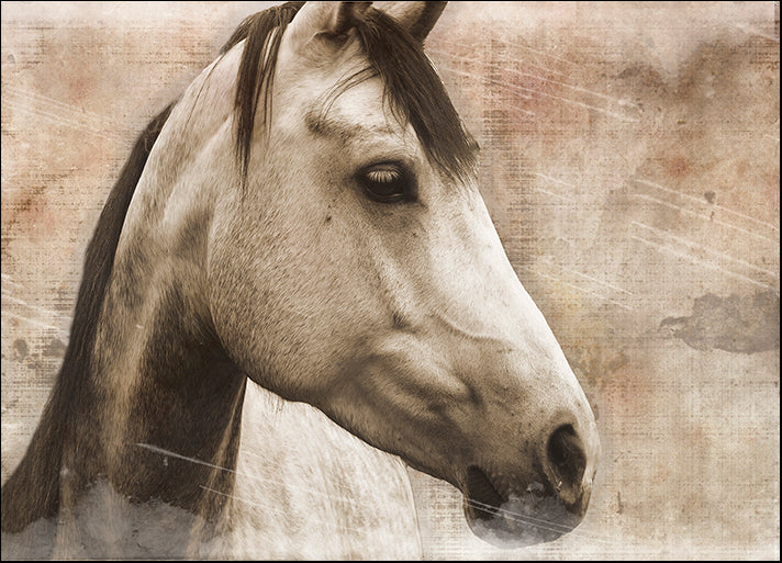 ERICLA122044 Horse, by Erin Clark, available in multiple sizes