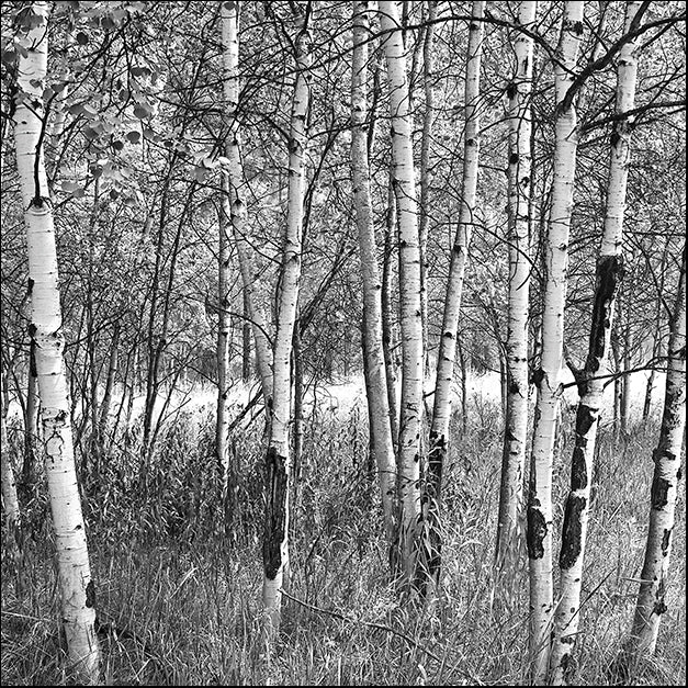 ERICLA83769 Birch Forest, by Erin Clark, available in multiple sizes