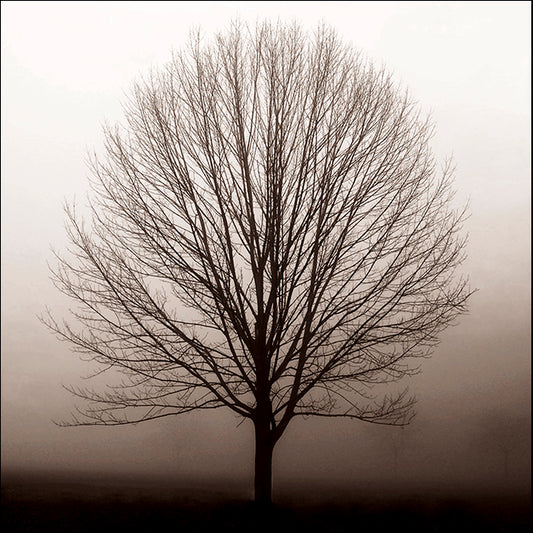 ERICLA83800 Hazy Maple, by Erin Clark, available in multiple sizes