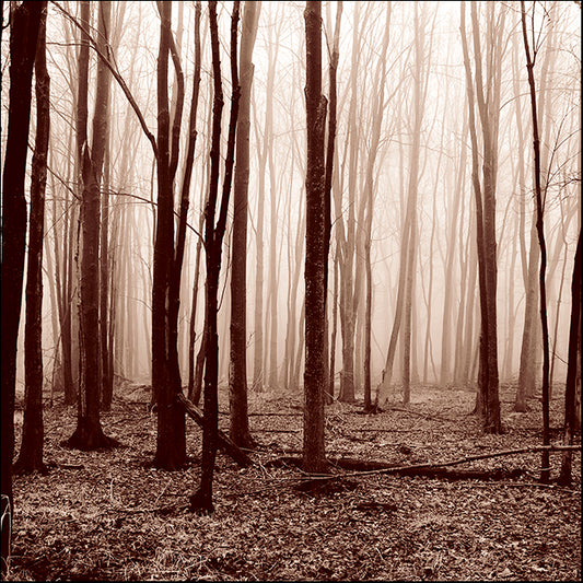 ERICLA83811 Winter Wood, by Erin Clark, available in multiple sizes