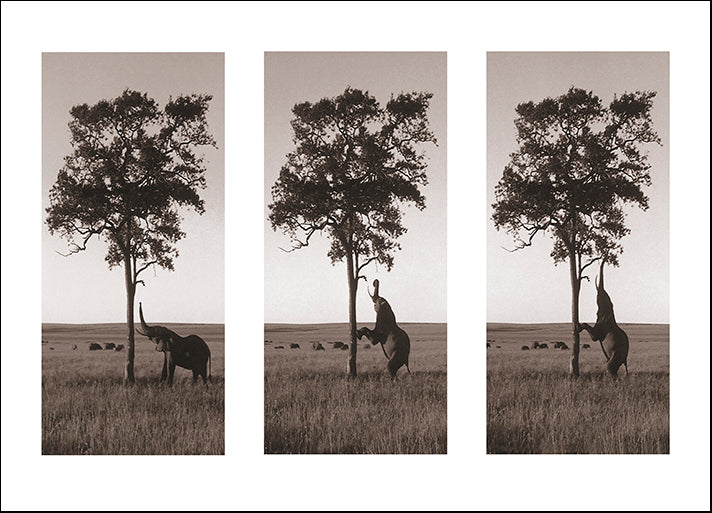 ERICLA83818 Kichwa Tembo, Masai Mara, by Erin Clark, available in multiple sizes