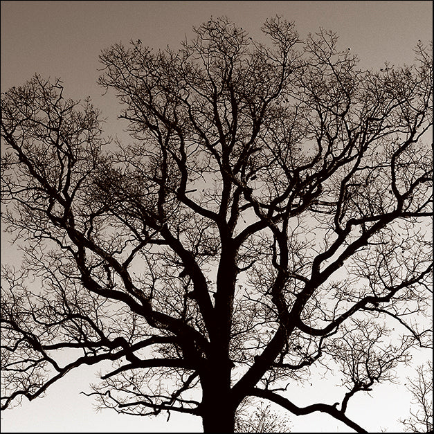 ERICLA91905 Majestic Oak, by Erin Clark, available in multiple sizes